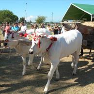 Fiera della Zootecnia